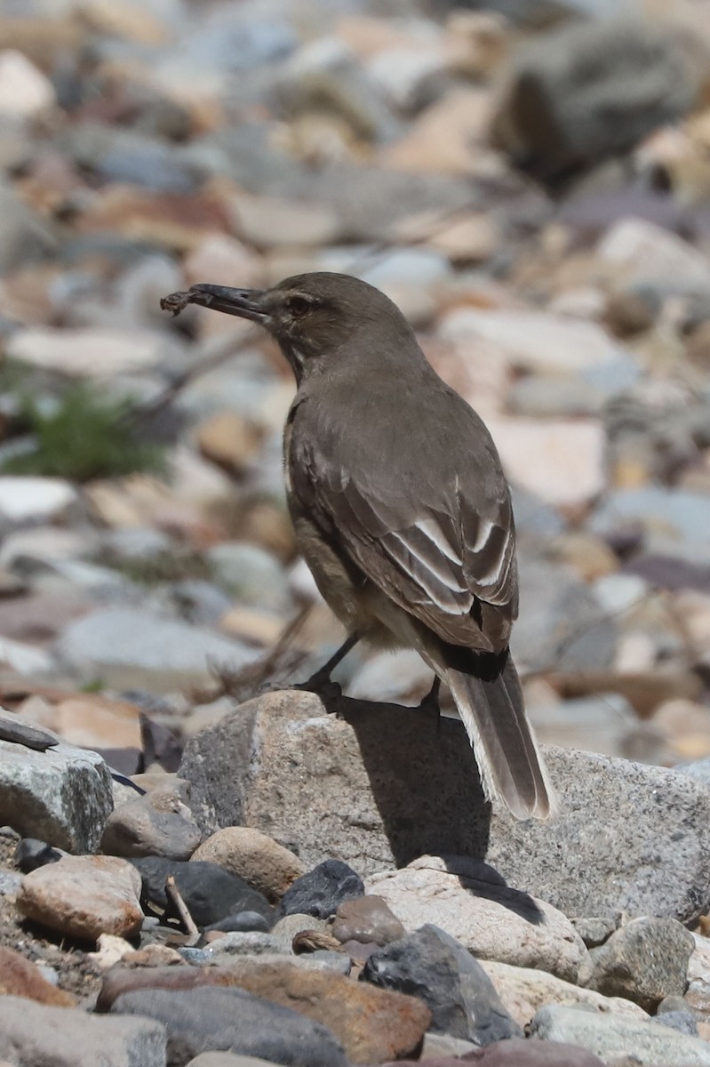 Black-billed Shrike-Tyrant - ML646250881