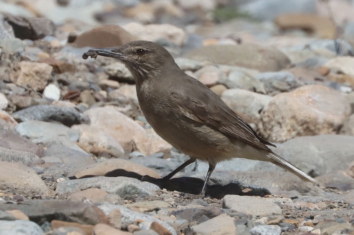Black-billed Shrike-Tyrant - ML646250882
