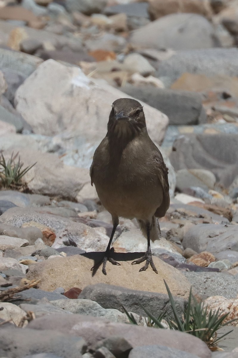 Black-billed Shrike-Tyrant - ML646250883