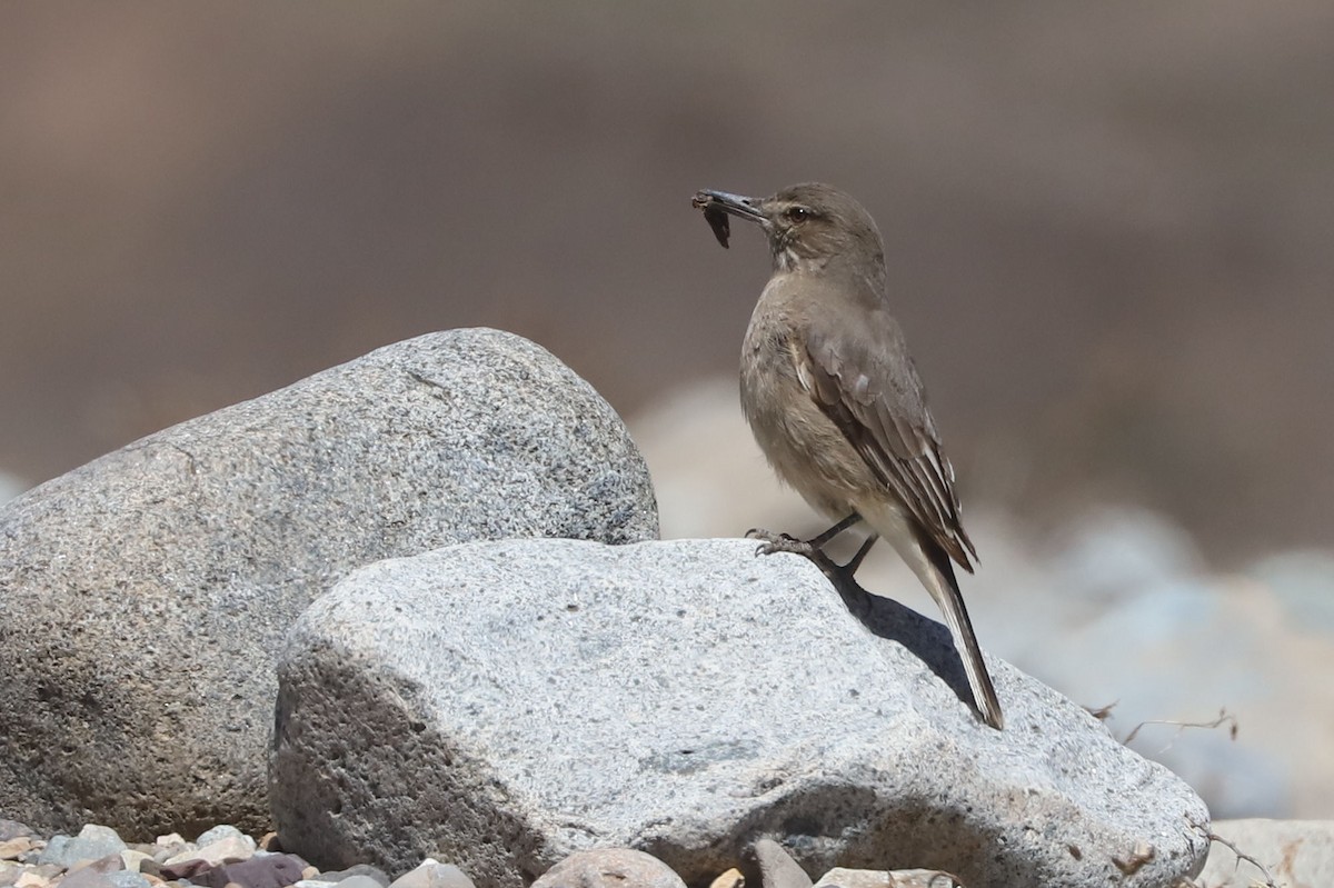 Black-billed Shrike-Tyrant - ML646250884