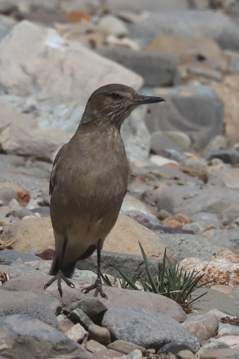 Black-billed Shrike-Tyrant - ML646250885