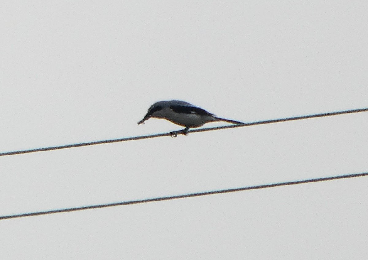 Great Gray Shrike - ML646250886
