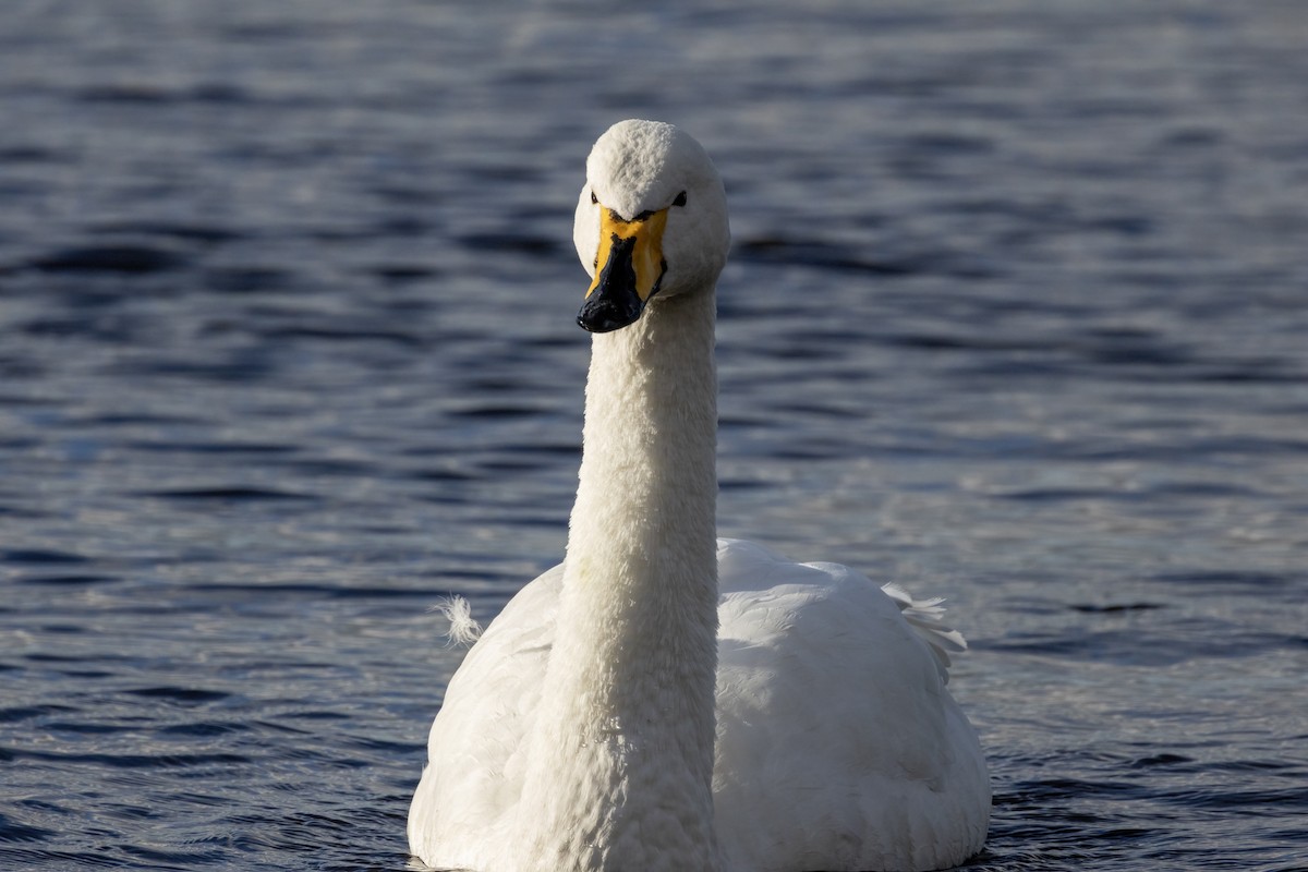 labuť zpěvná - ML646250892