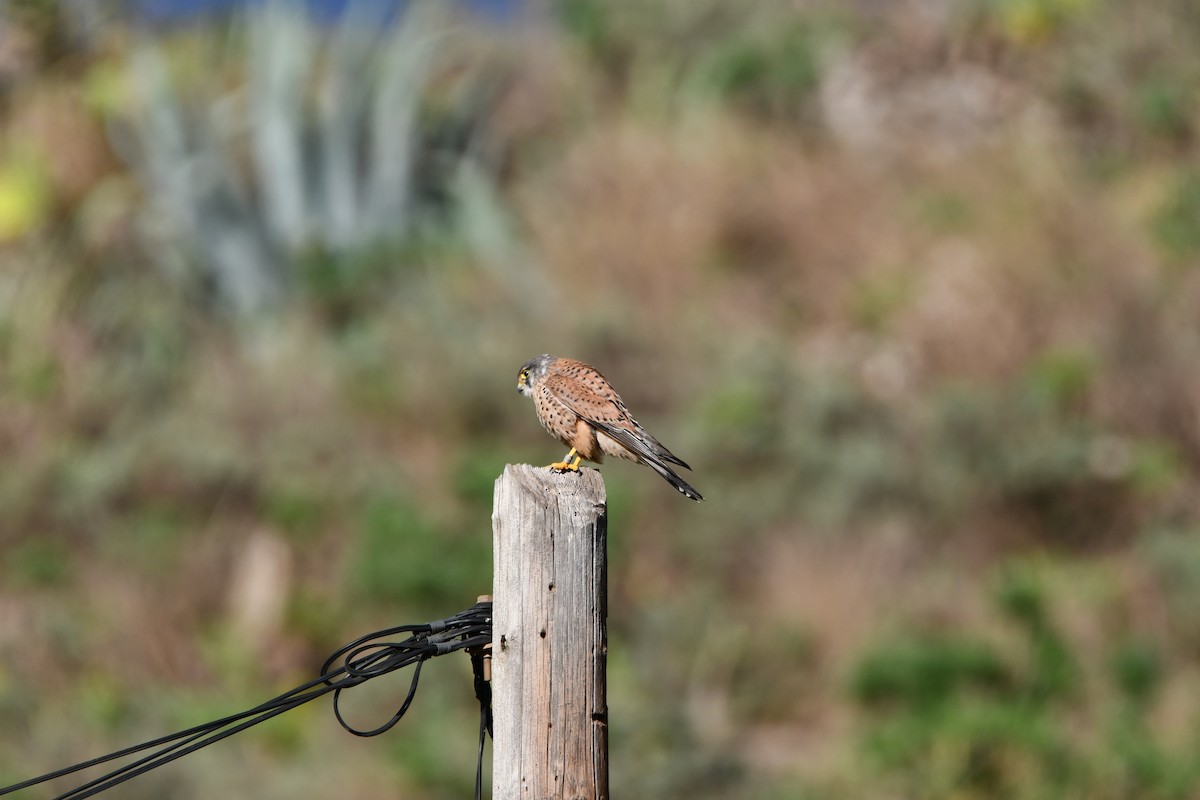Eurasian Kestrel - ML646250895