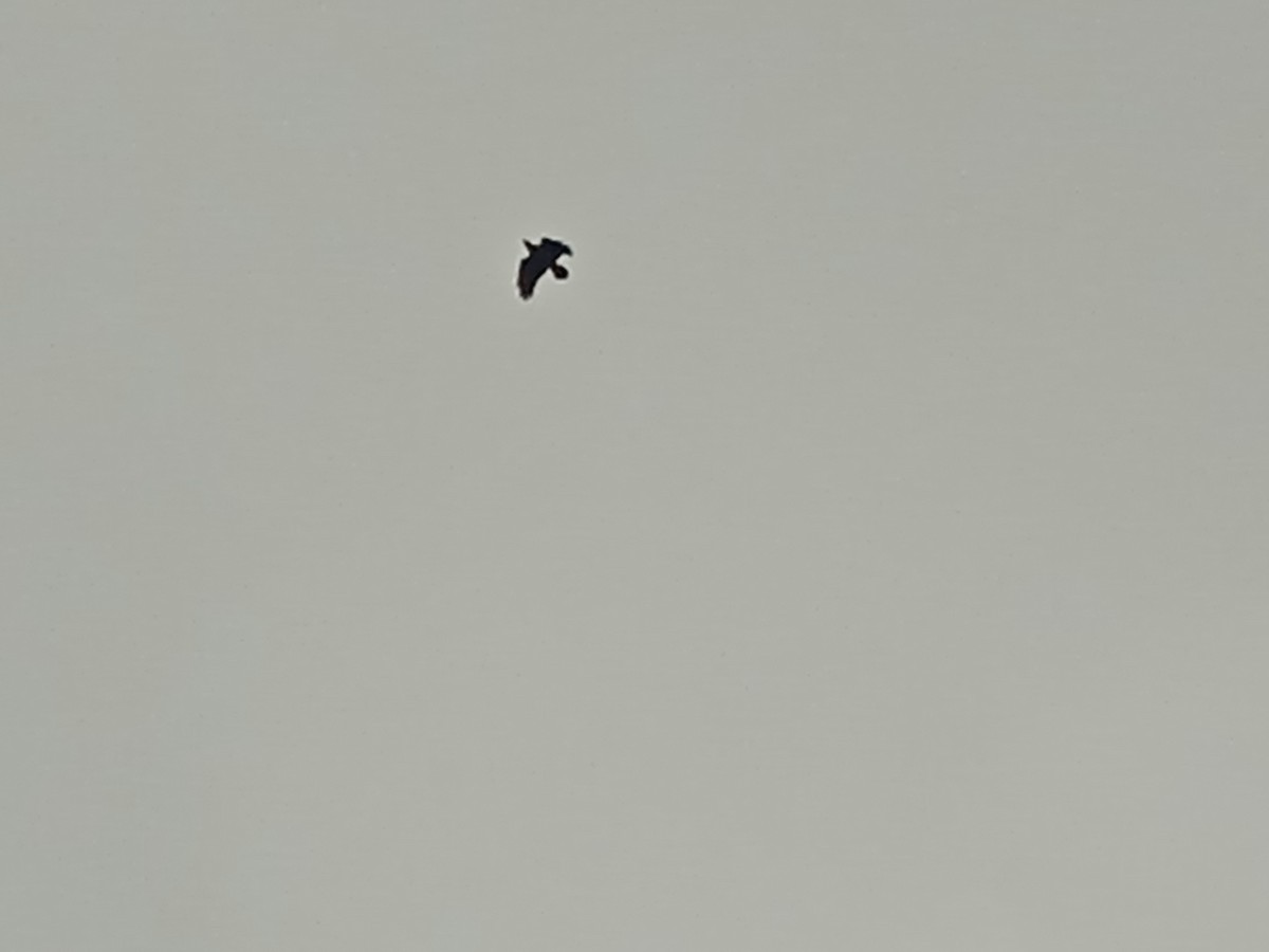 Common Raven - ML646250897