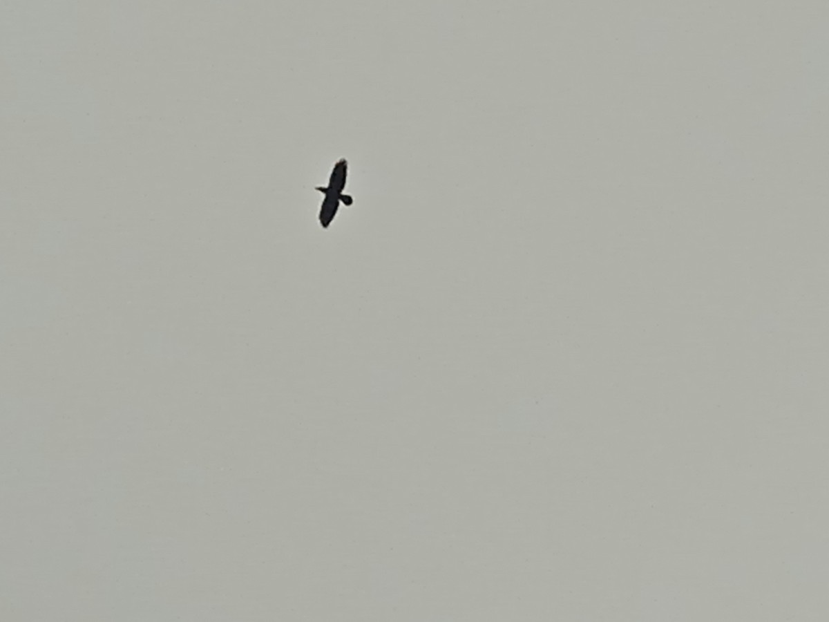 Erroi handia - ML646250898