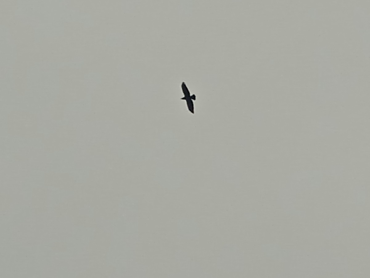 Common Raven - ML646250899