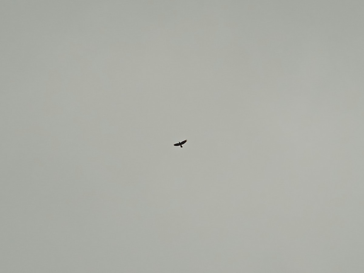 Common Raven - ML646250900