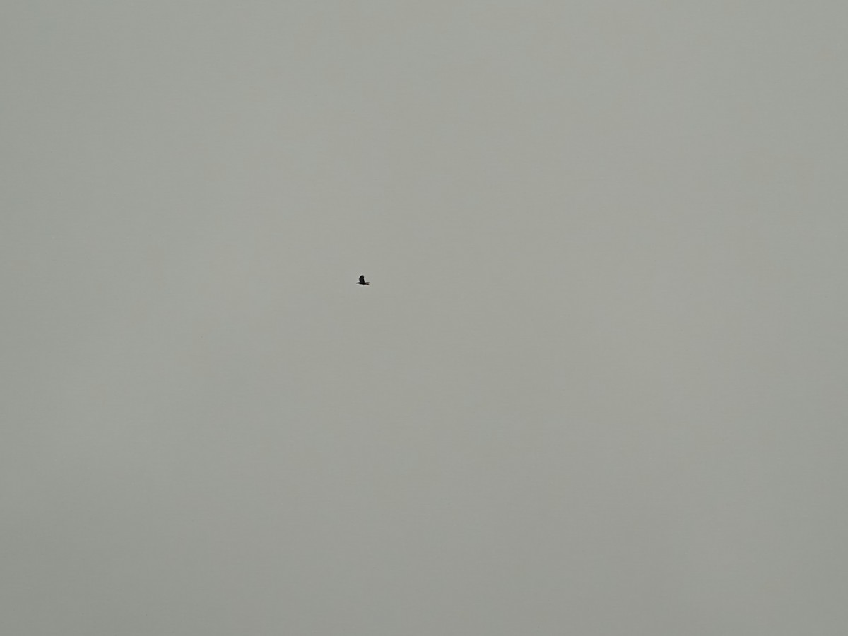 Common Raven - ML646250901