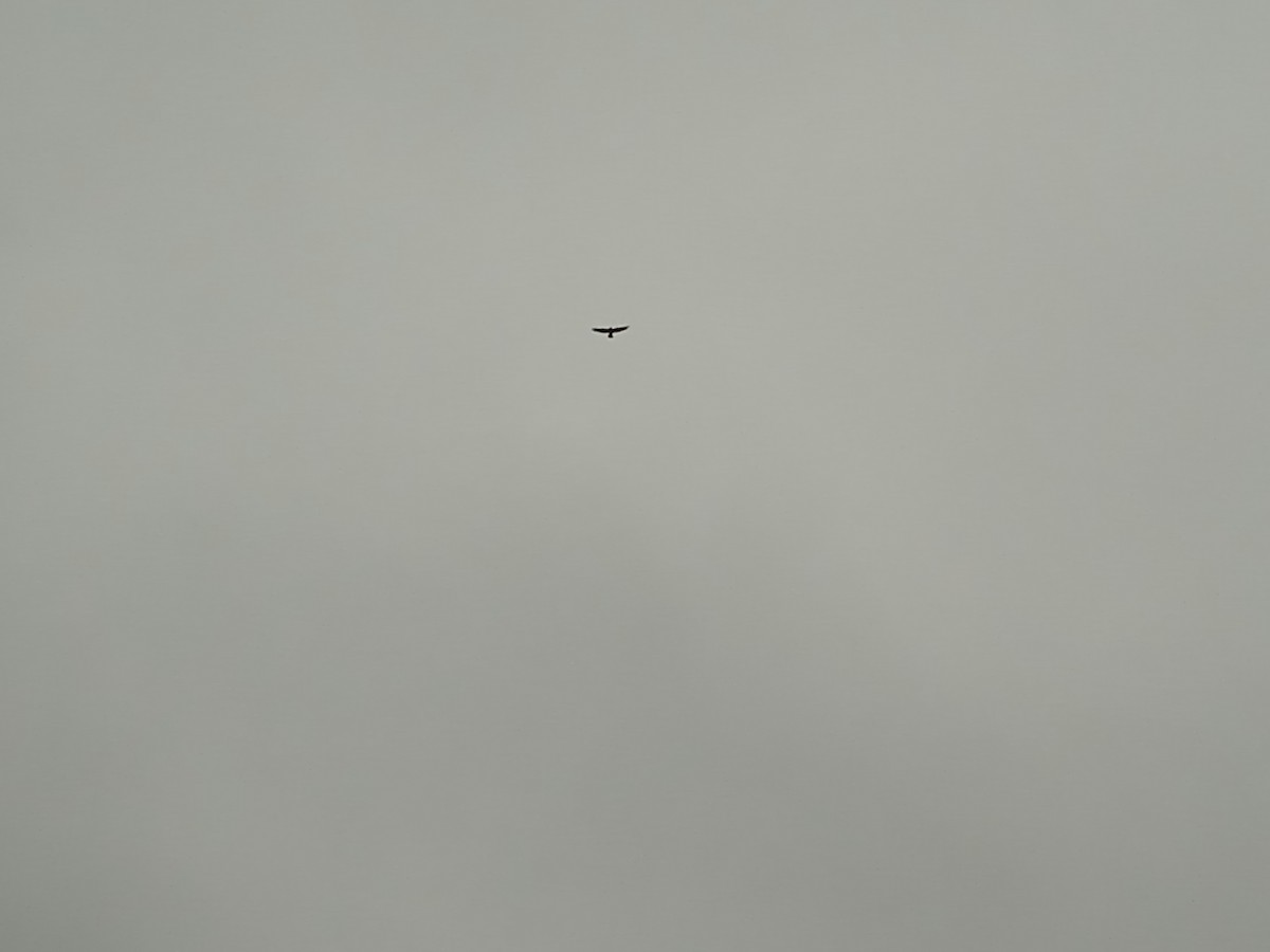 Common Raven - ML646250902