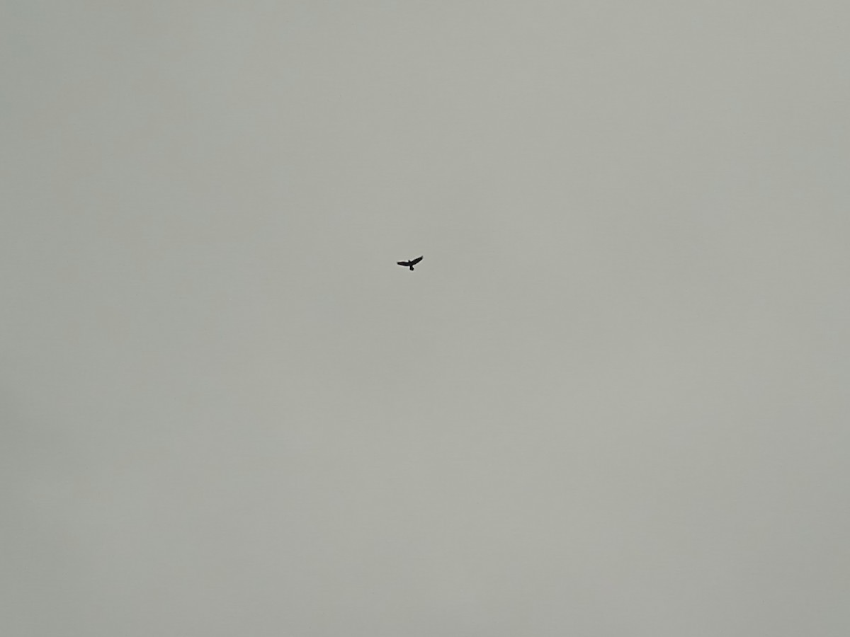 Common Raven - ML646250903