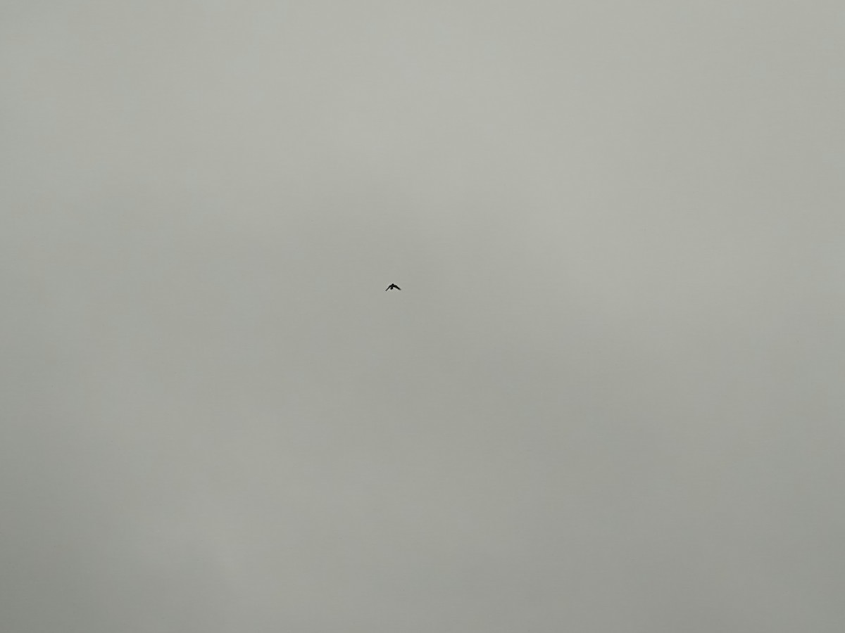 Common Raven - ML646250904