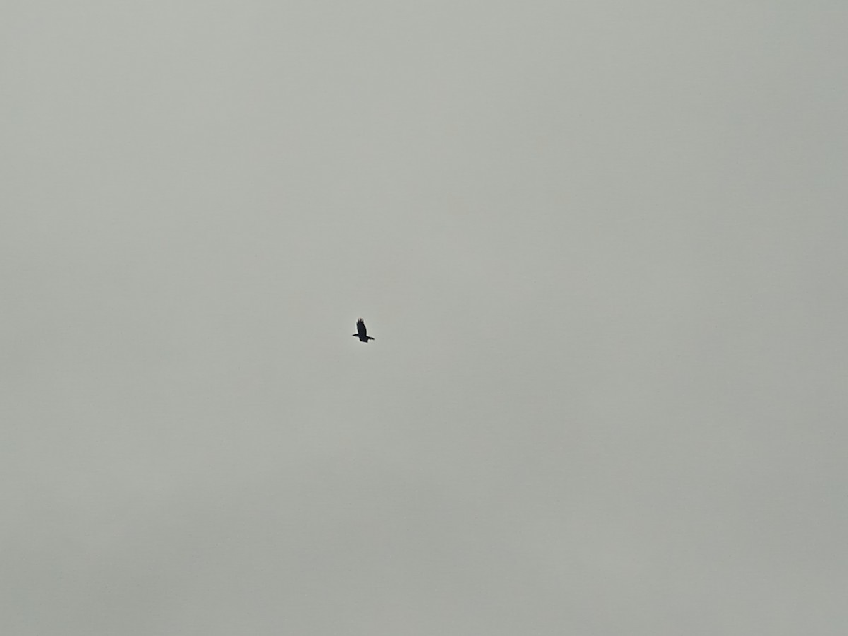 Common Raven - ML646250905