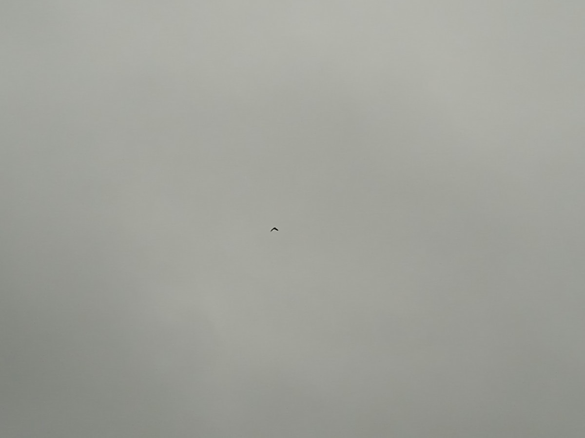 Common Raven - ML646250906