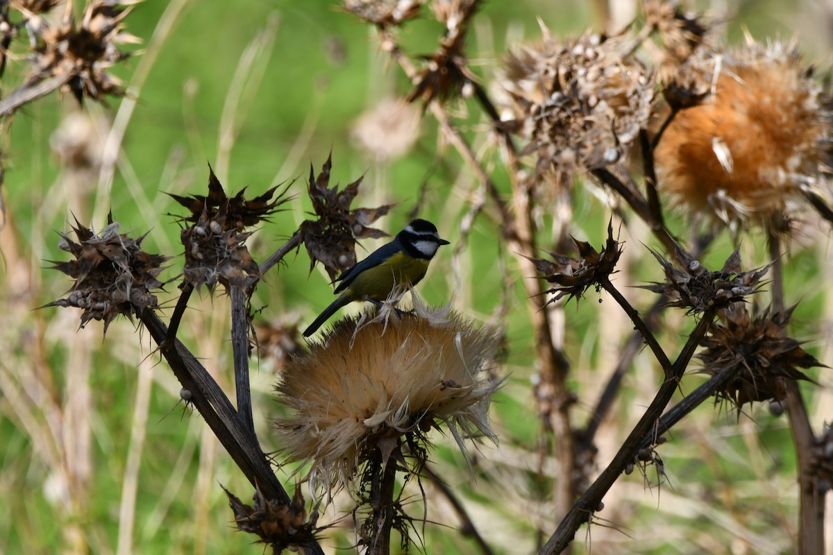 African Blue Tit - ML646250909