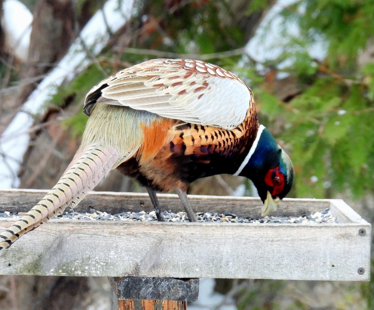 Ring-necked Pheasant - ML646250911