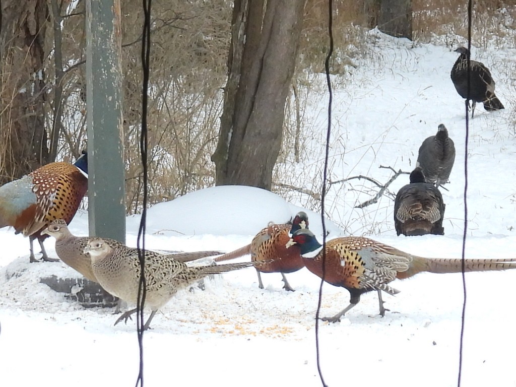 Faisai arrunta - ML646250912