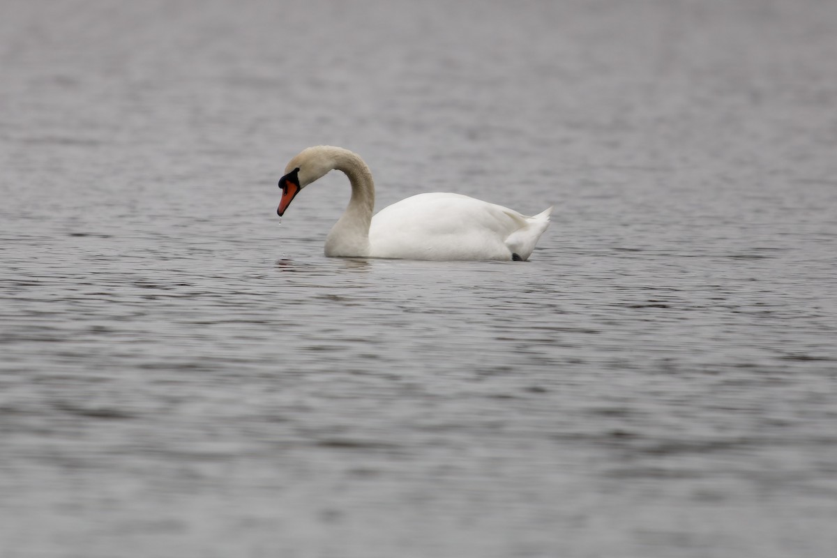 Mute Swan - ML646250913