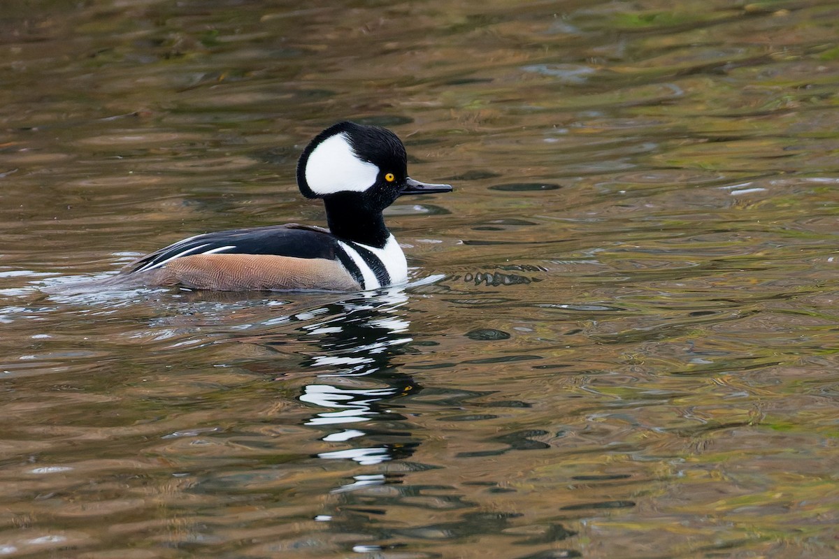 Hooded Merganser - ML646250915