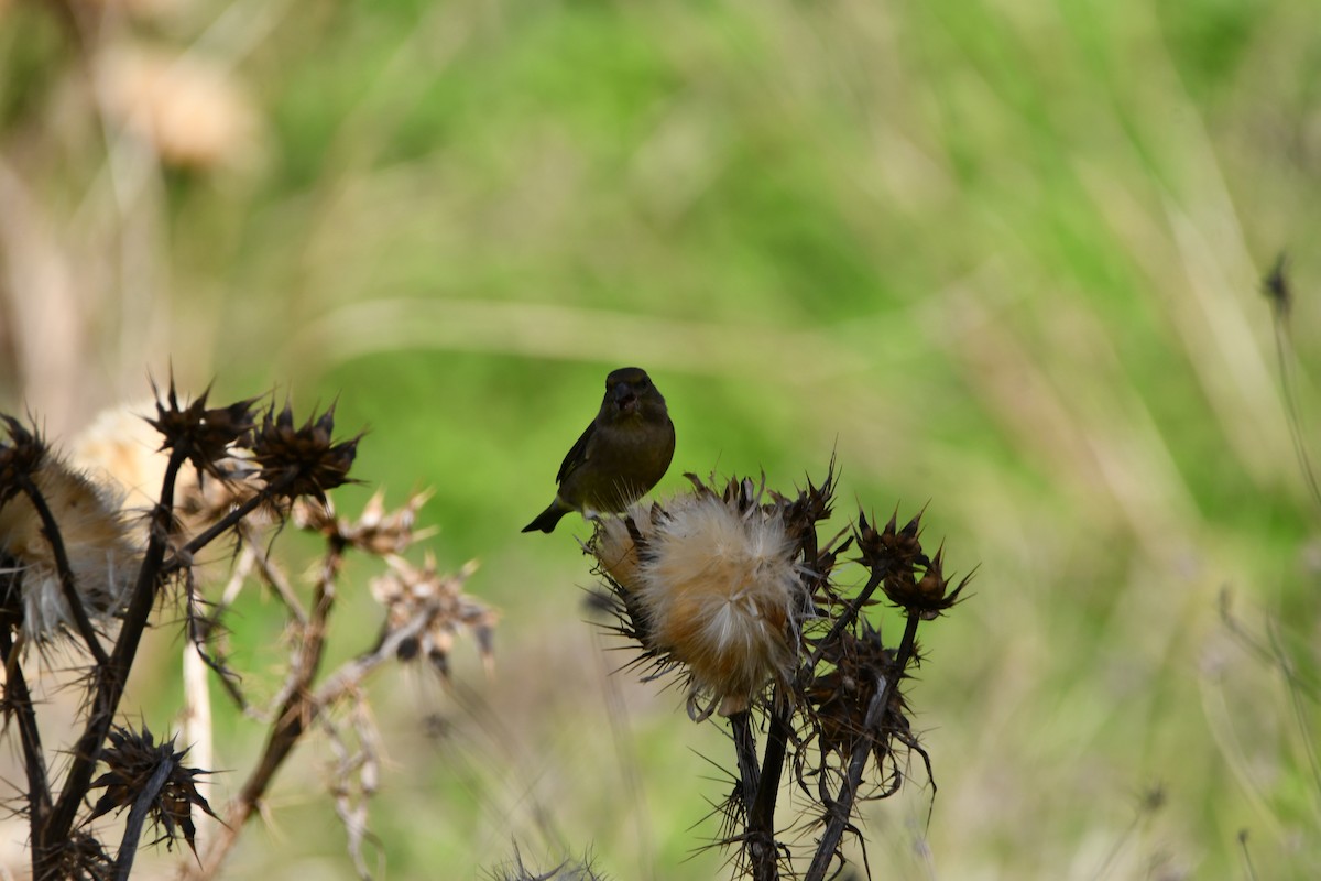 European Greenfinch - ML646250916