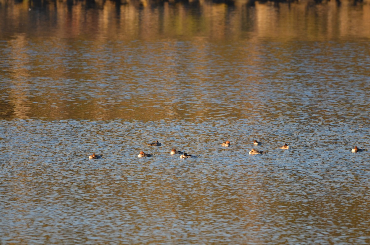 Red-breasted Merganser - ML646250917