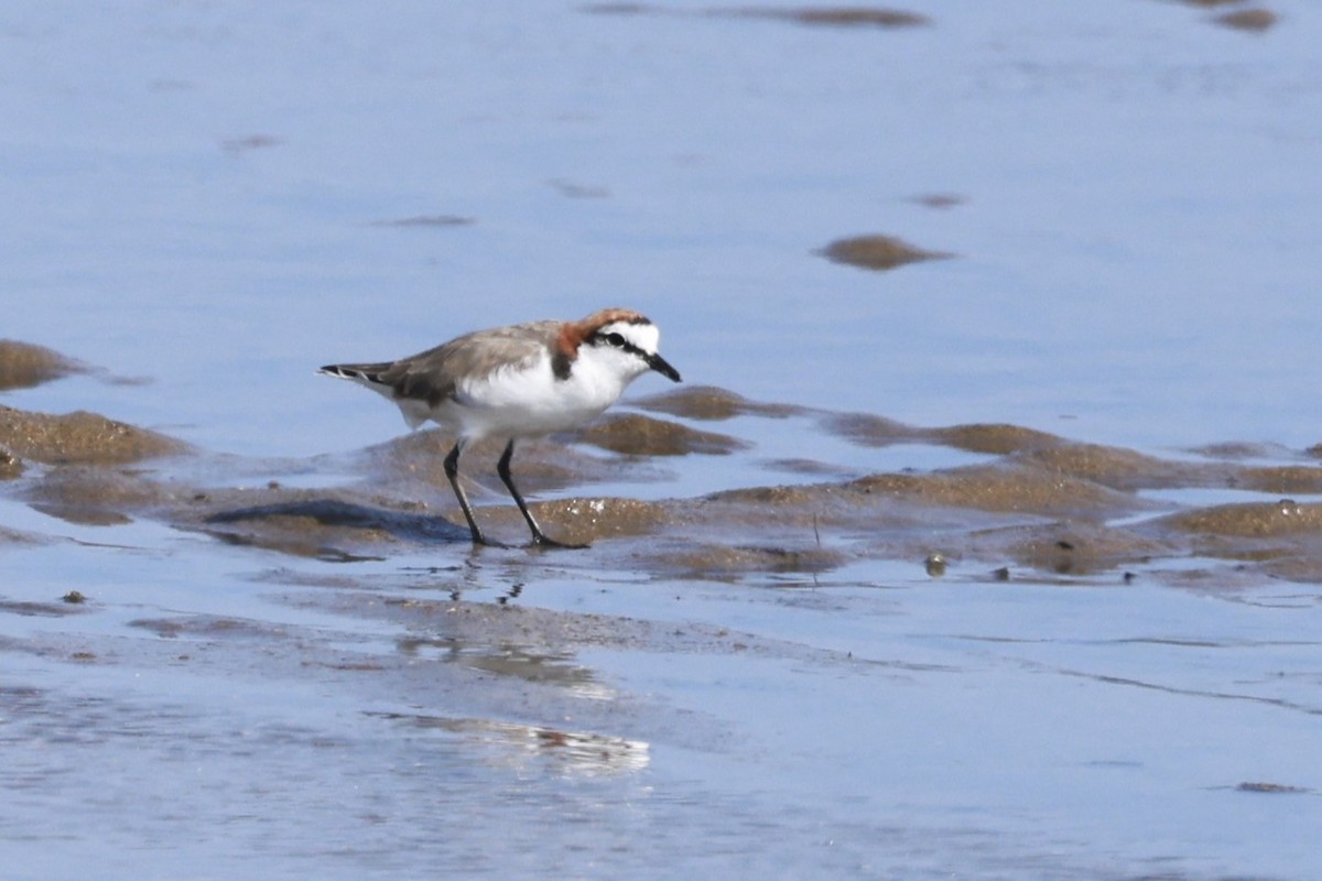 Red-capped Plover - ML646250918