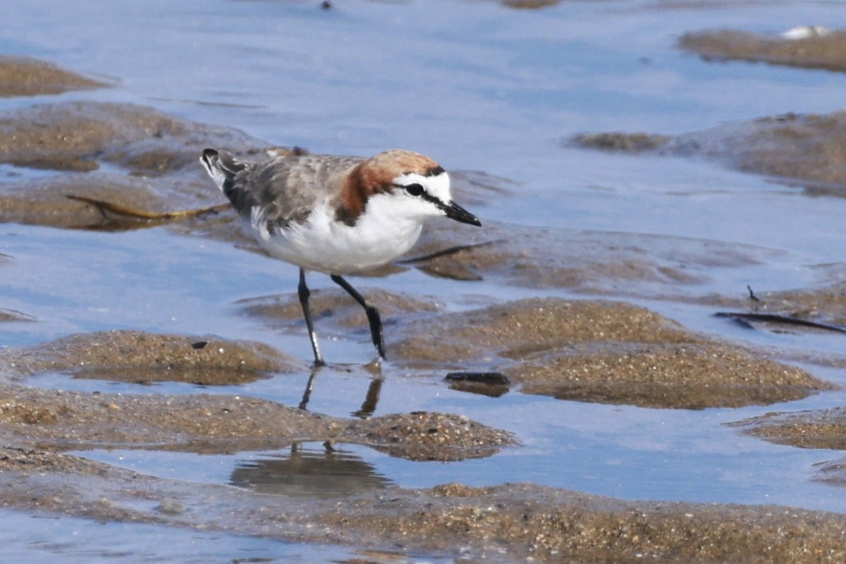 Red-capped Plover - ML646250919
