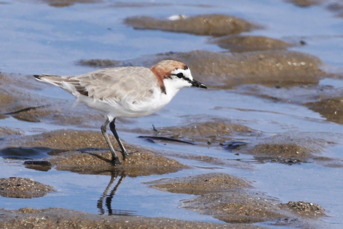 Red-capped Plover - ML646250920