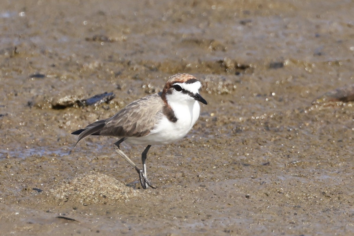 Red-capped Plover - ML646250921