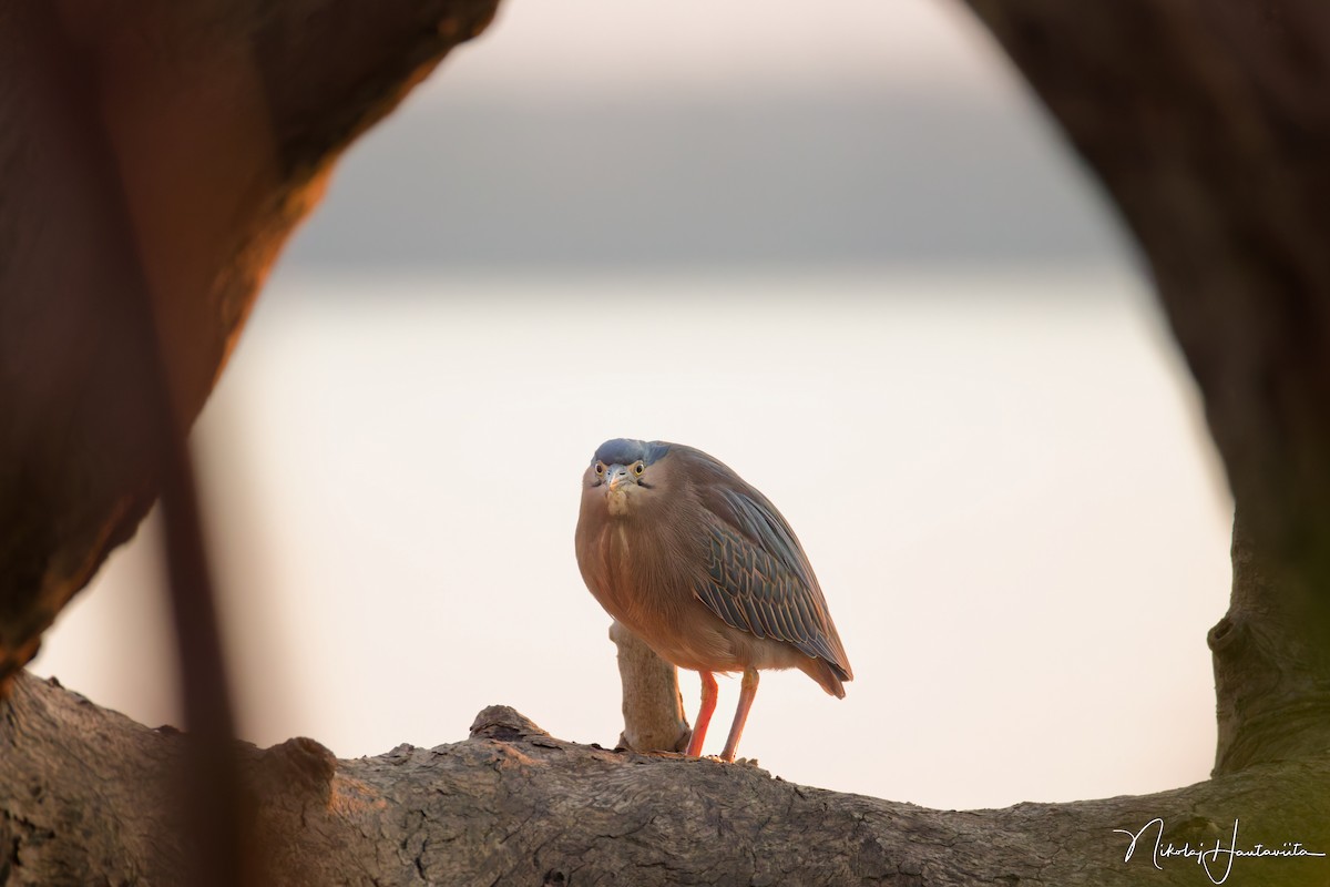 Nankeen Night Heron - ML646250923