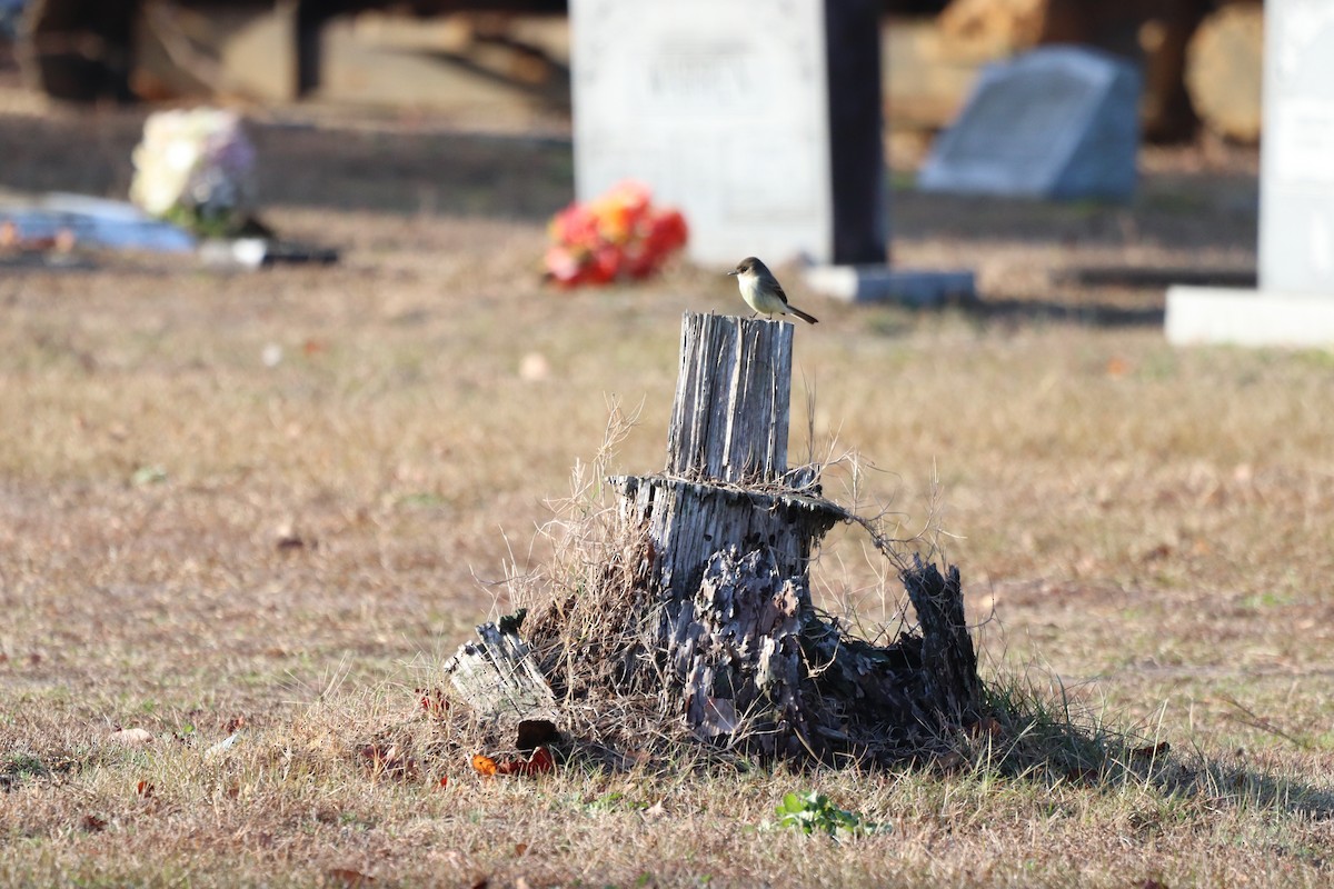 Eastern Phoebe - ML646250924