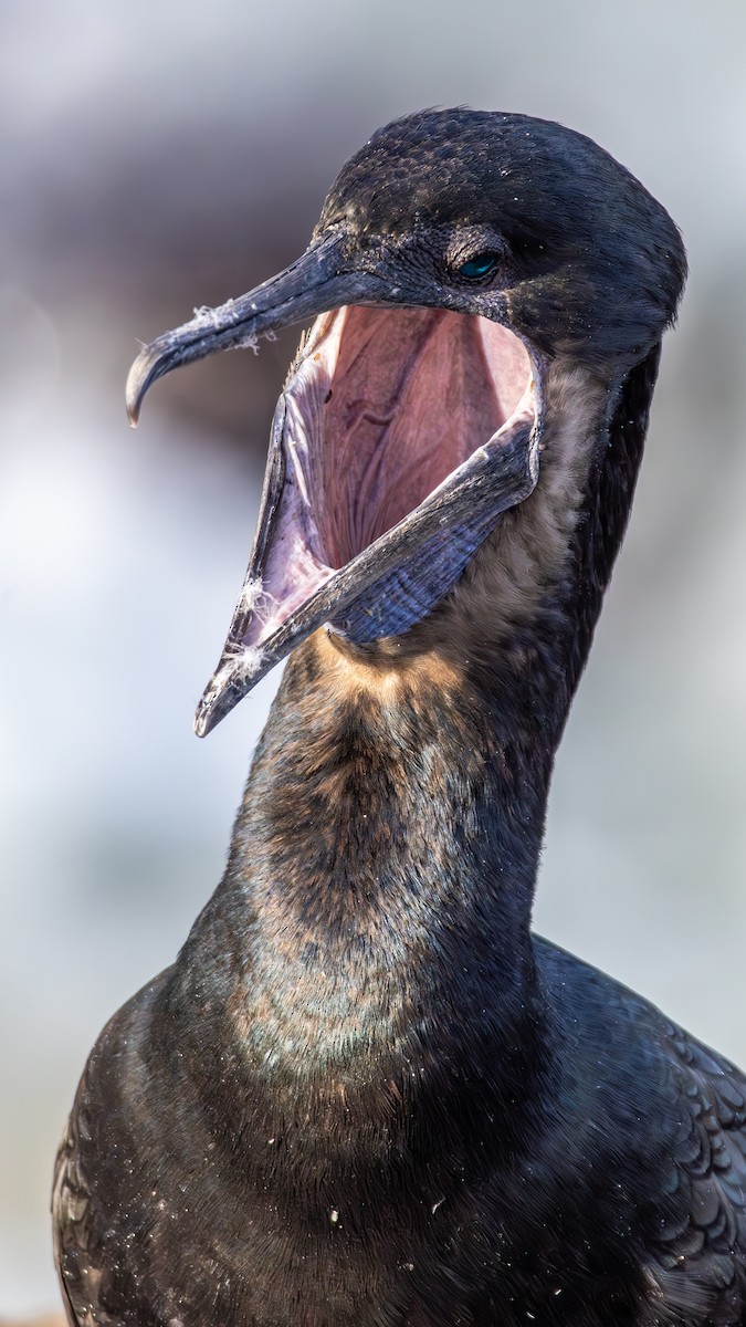 Brandt's Cormorant - ML646250926