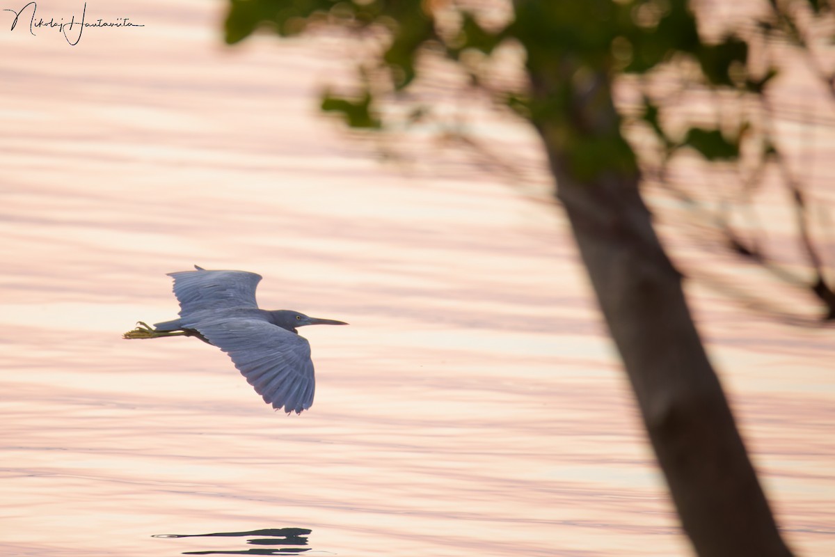 Pacific Reef-Heron - ML646250927