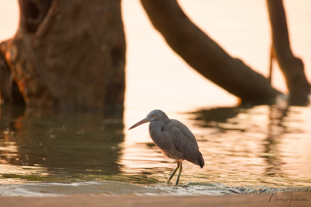 Pacific Reef-Heron - ML646250928