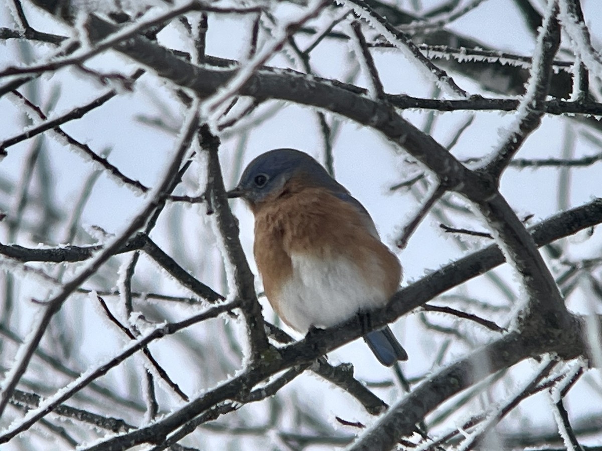 Eastern Bluebird - ML646250929