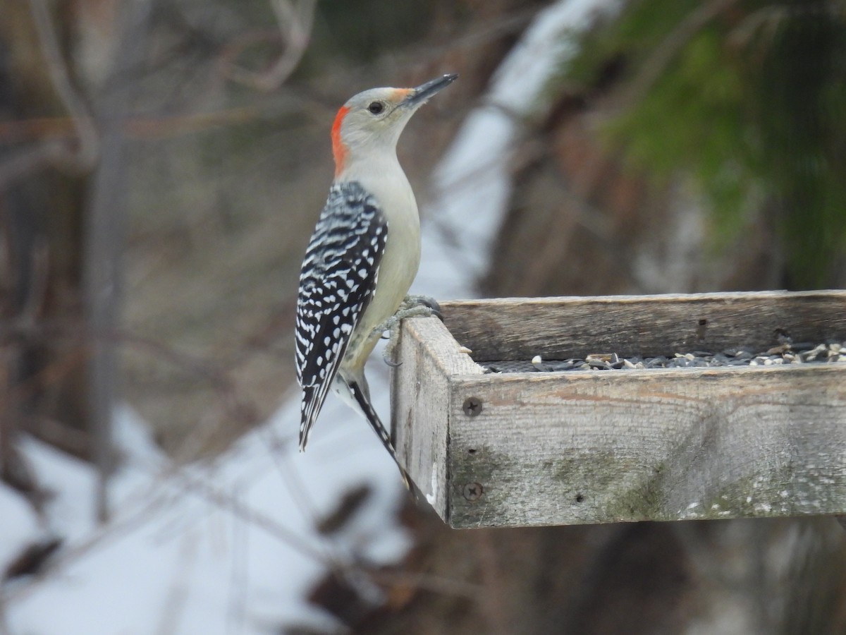 Red-bellied Woodpecker - ML646250930