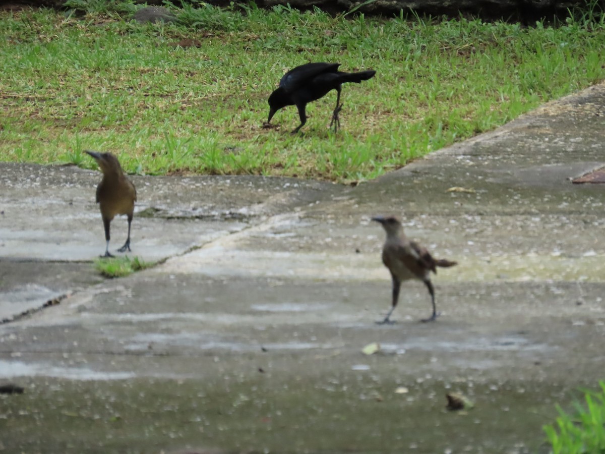 Great-tailed Grackle - ML646250932