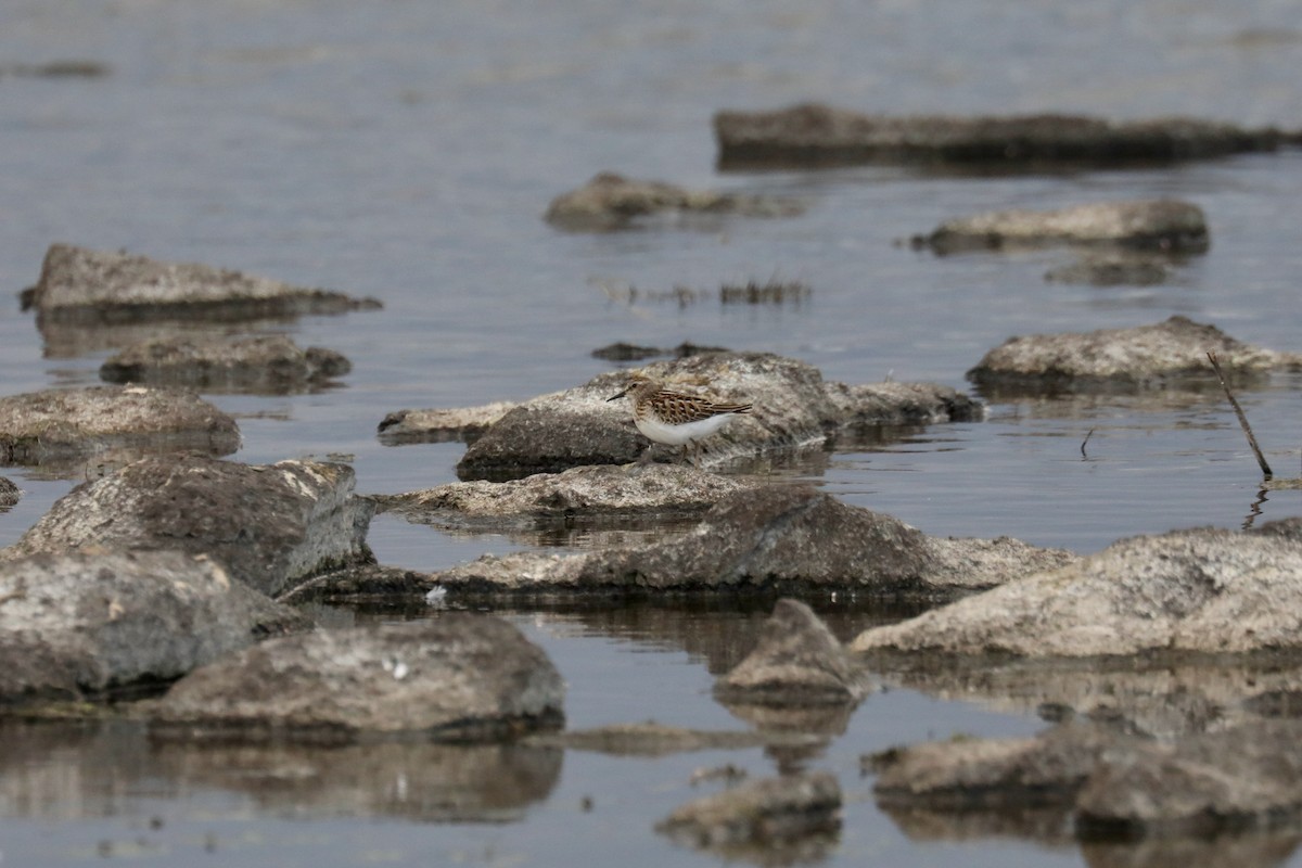 Least Sandpiper - ML646250936