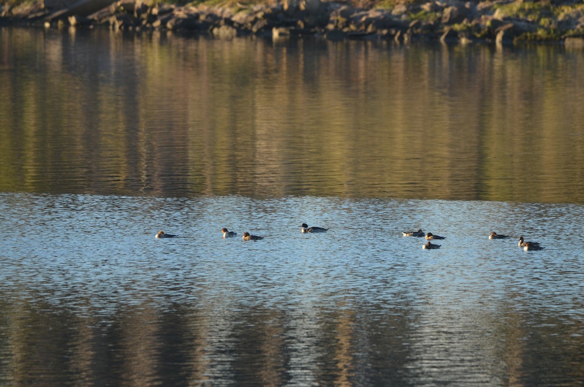 Red-breasted Merganser - ML646250938