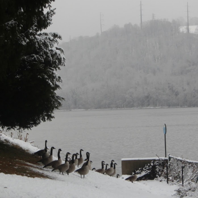 Canada Goose - ML646250939