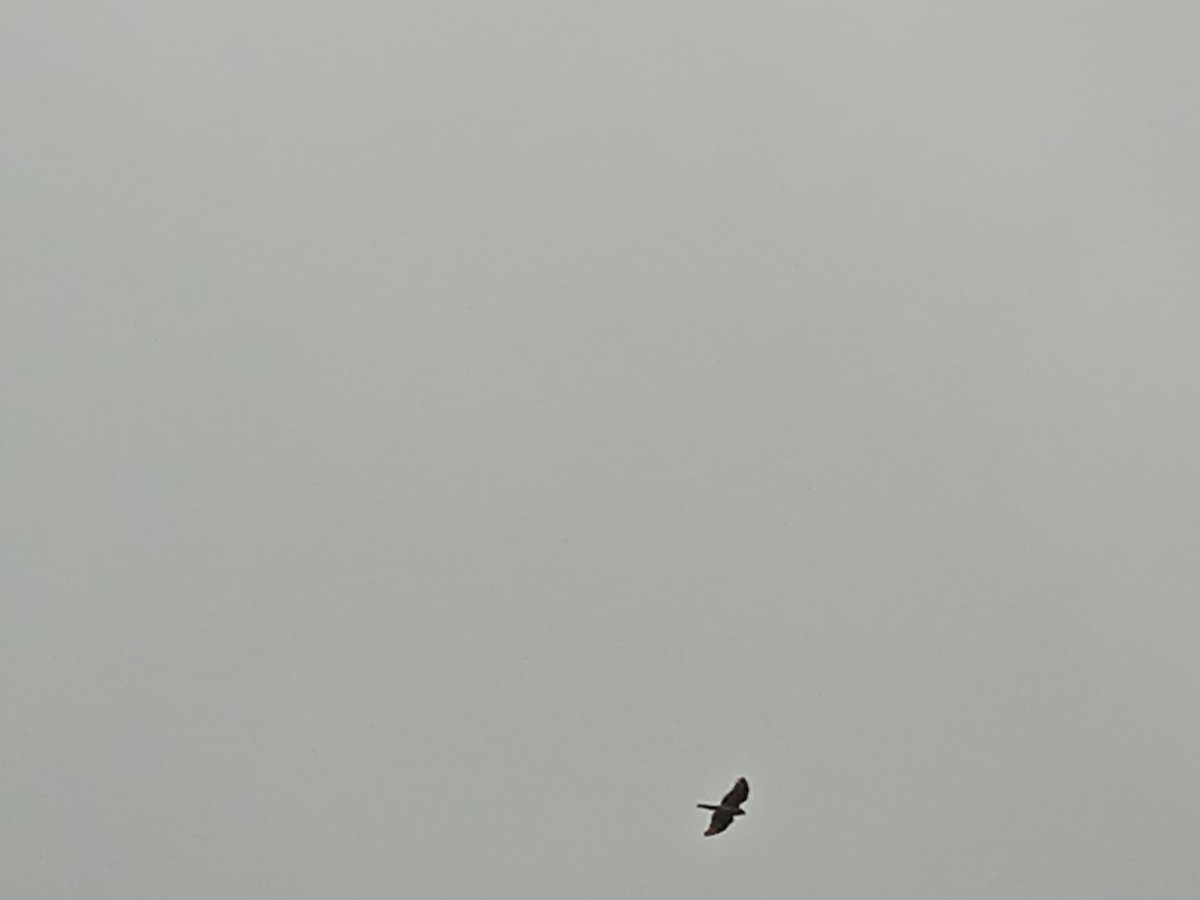 Eurasian Sparrowhawk - ML646250940