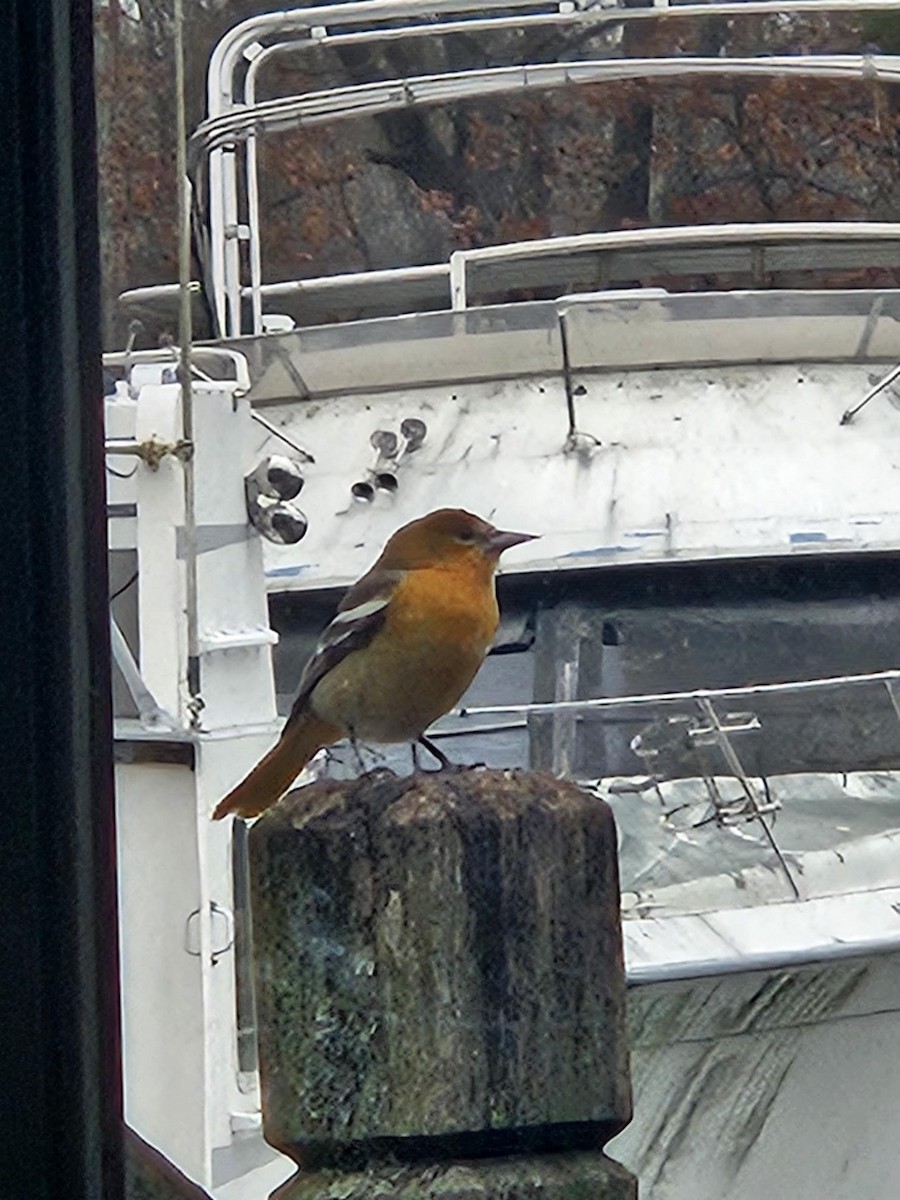 trupiál baltimorský - ML646250944