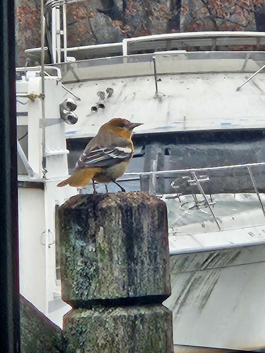 trupiál baltimorský - ML646250945