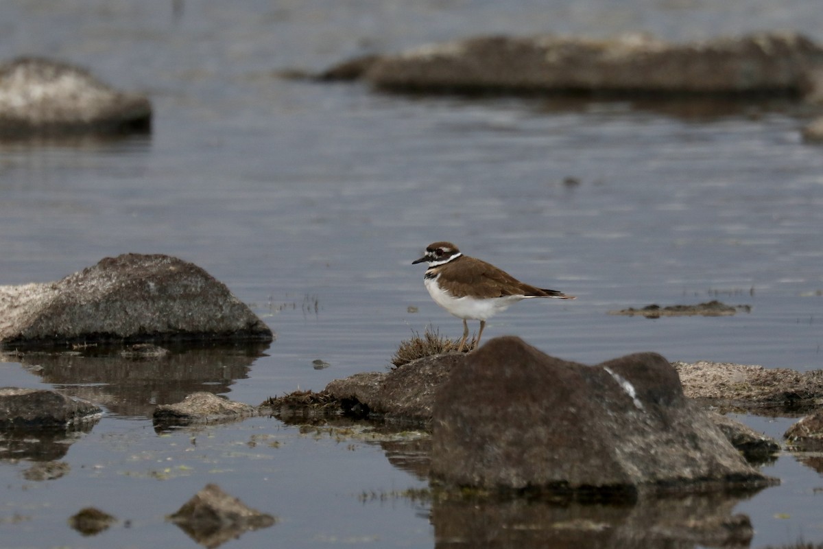 Killdeer - ML646250947