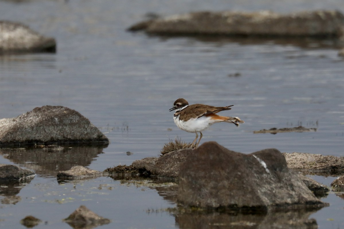 Killdeer - ML646250948