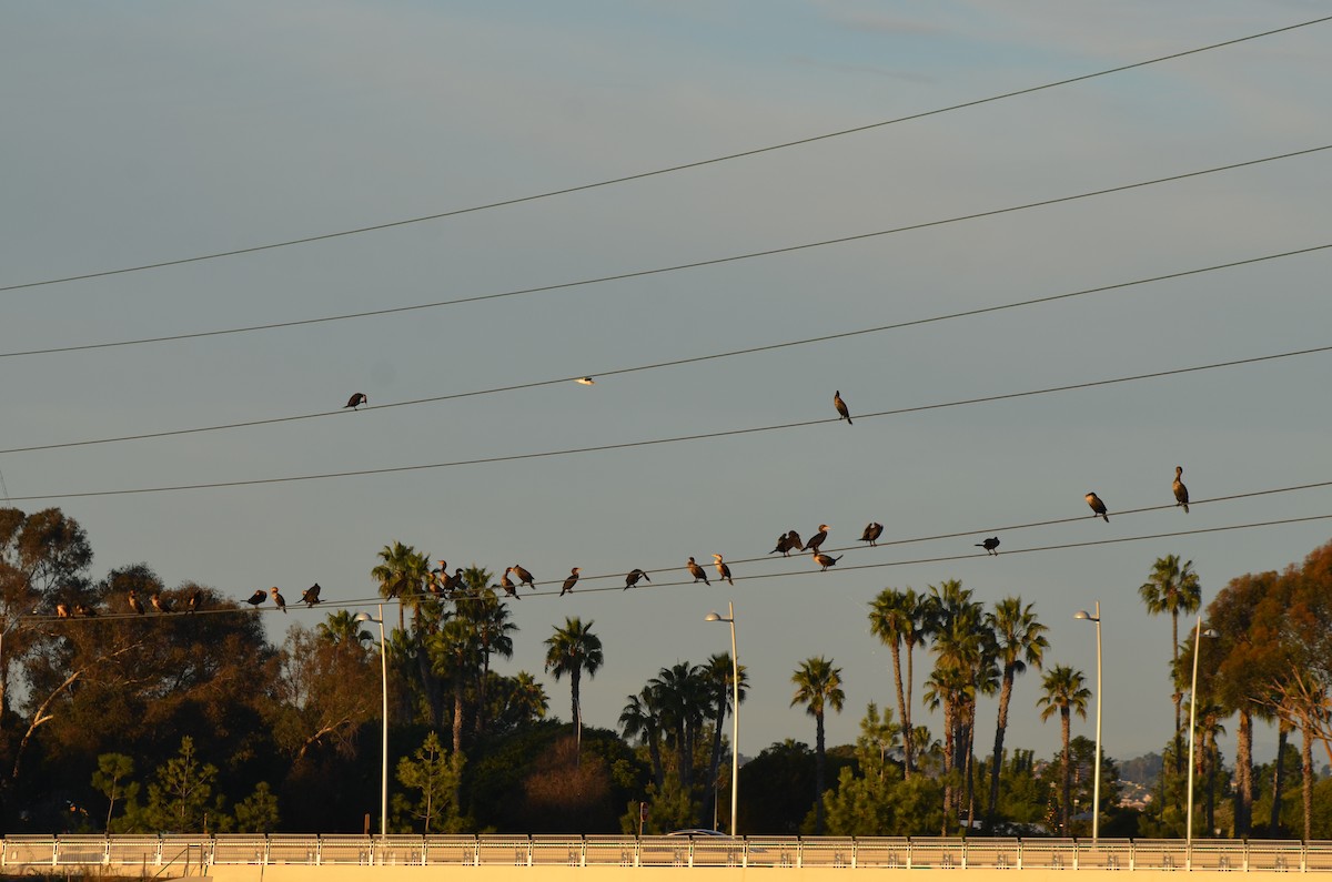 Cormoran à aigrettes - ML646250950