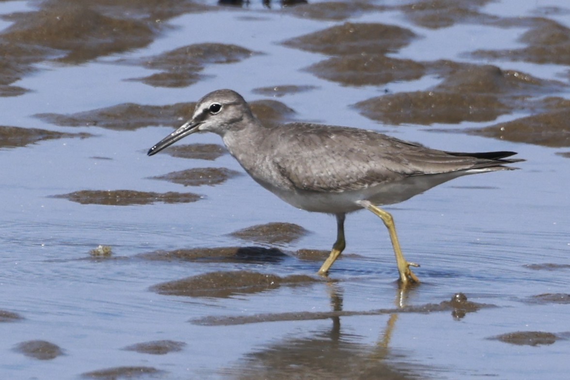 Gray-tailed Tattler - ML646250955