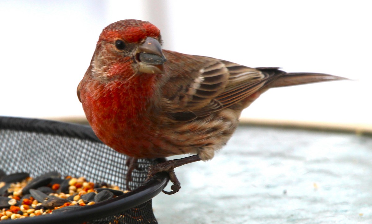 House Finch - ML646250965