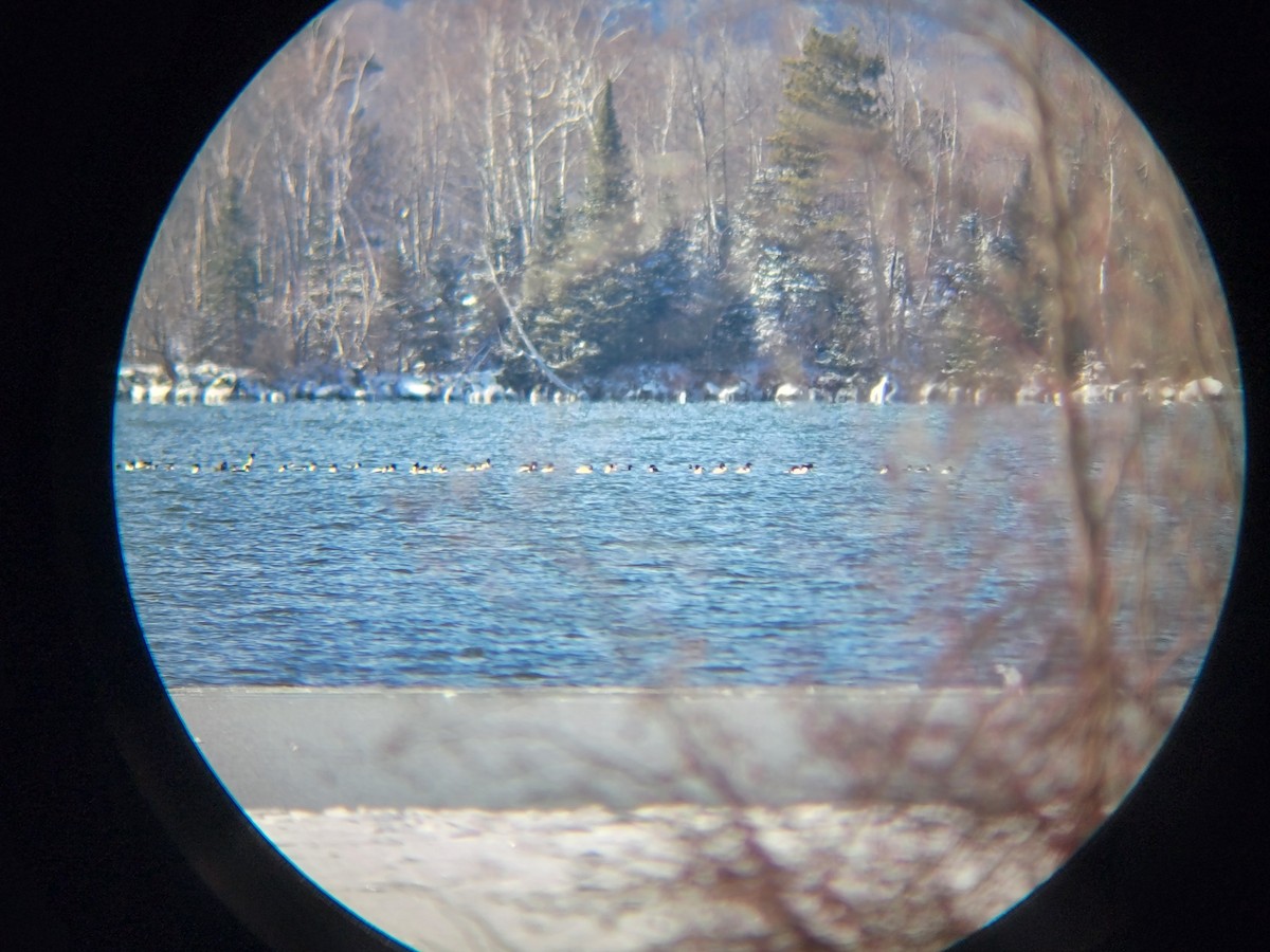 Common Merganser - ML646250967