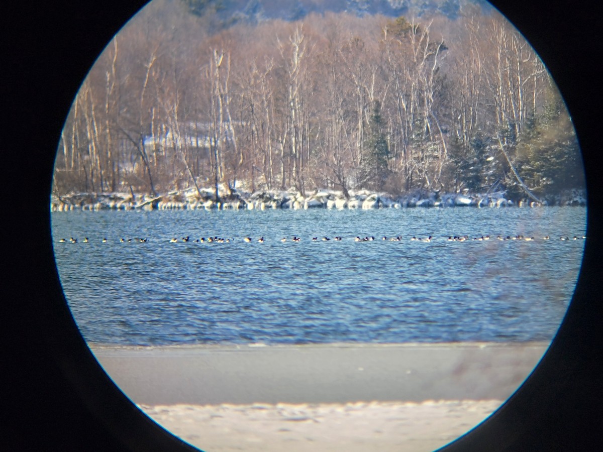 Common Merganser - ML646250968